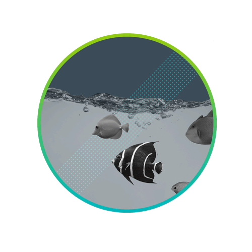 Blog CircleImage PharmaSeg Fish USA WEB