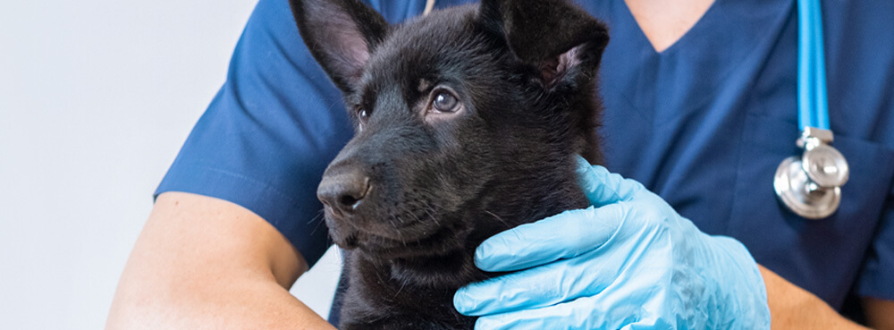 Blog Header Veterinary Clinic Waste Guide DANUSB231064