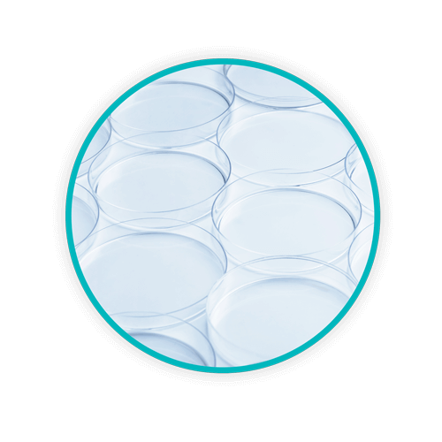 Blog Body Clean Petri Dishes WEB