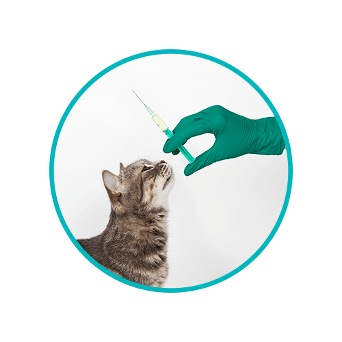 Blog Circle Image Veterinary Clinic Waste Guide Needle DANUSB231066 WEB