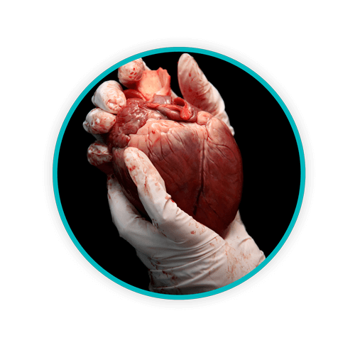 Circle anatomical organ