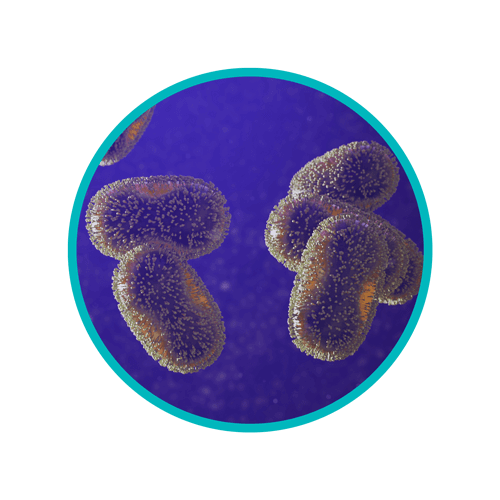 DANUSB221020 WEB Monkeypox Virus